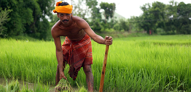 Odisha farmers can focus on adapting climate-smart crop