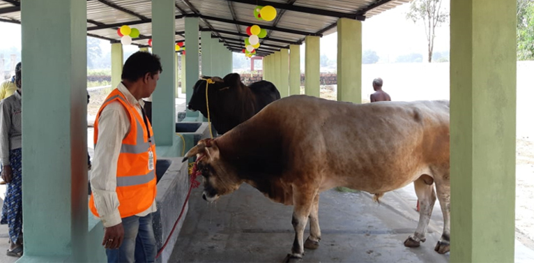 A safety house opens for abandoned cattle 